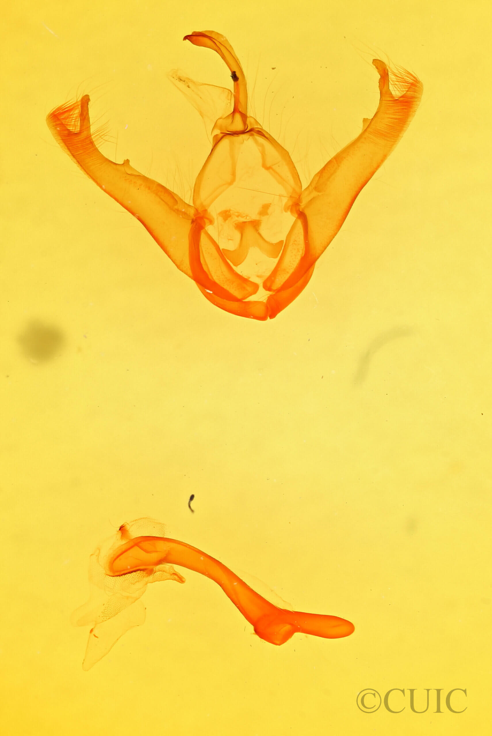 genitalia view of adult Lesmone sp.