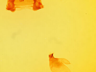 genitalia view of adult Lesmone sp.