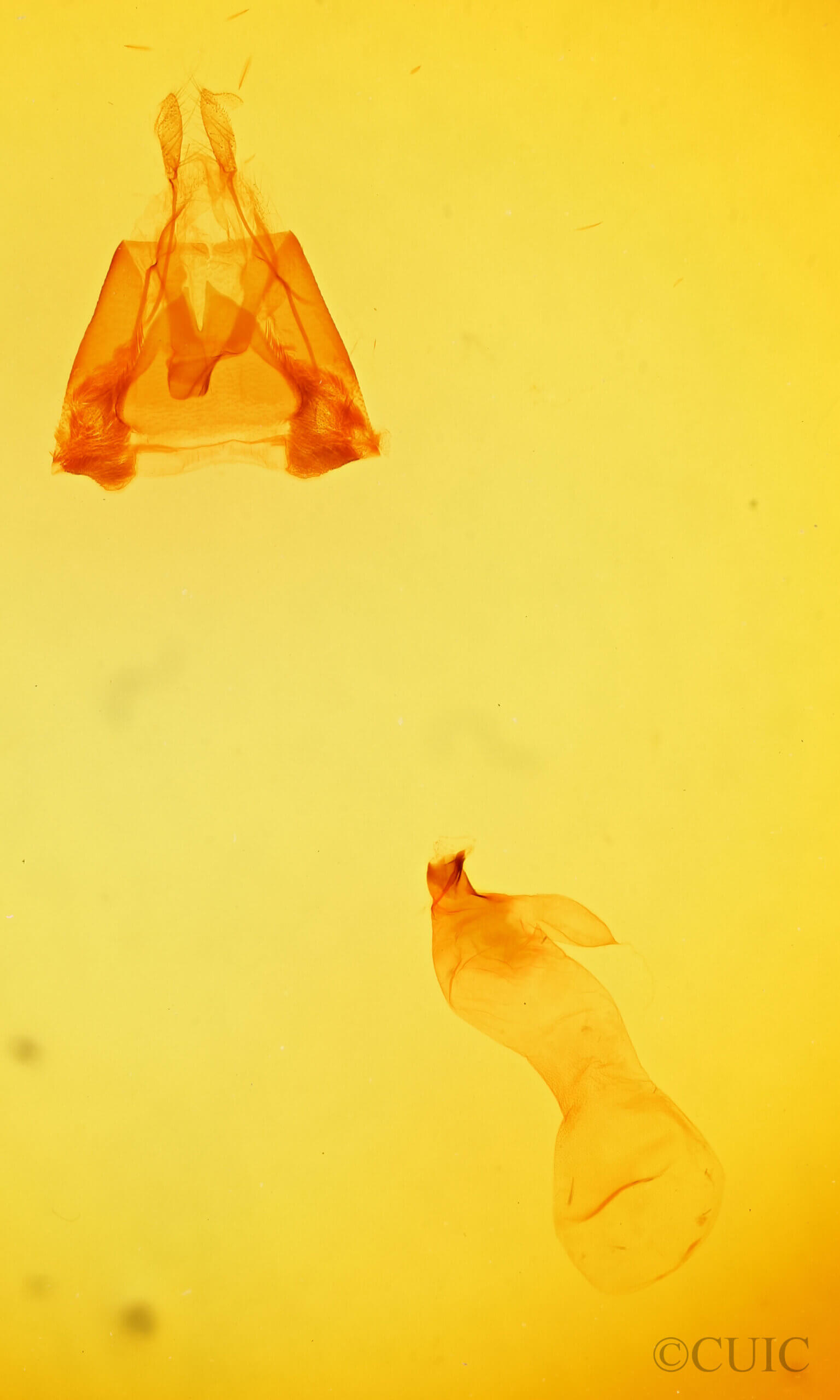 genitalia view of adult Lesmone sp.