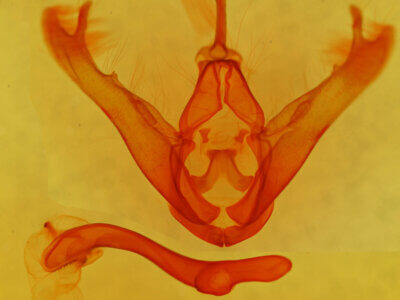genitalia view of adult Lesmone sp.