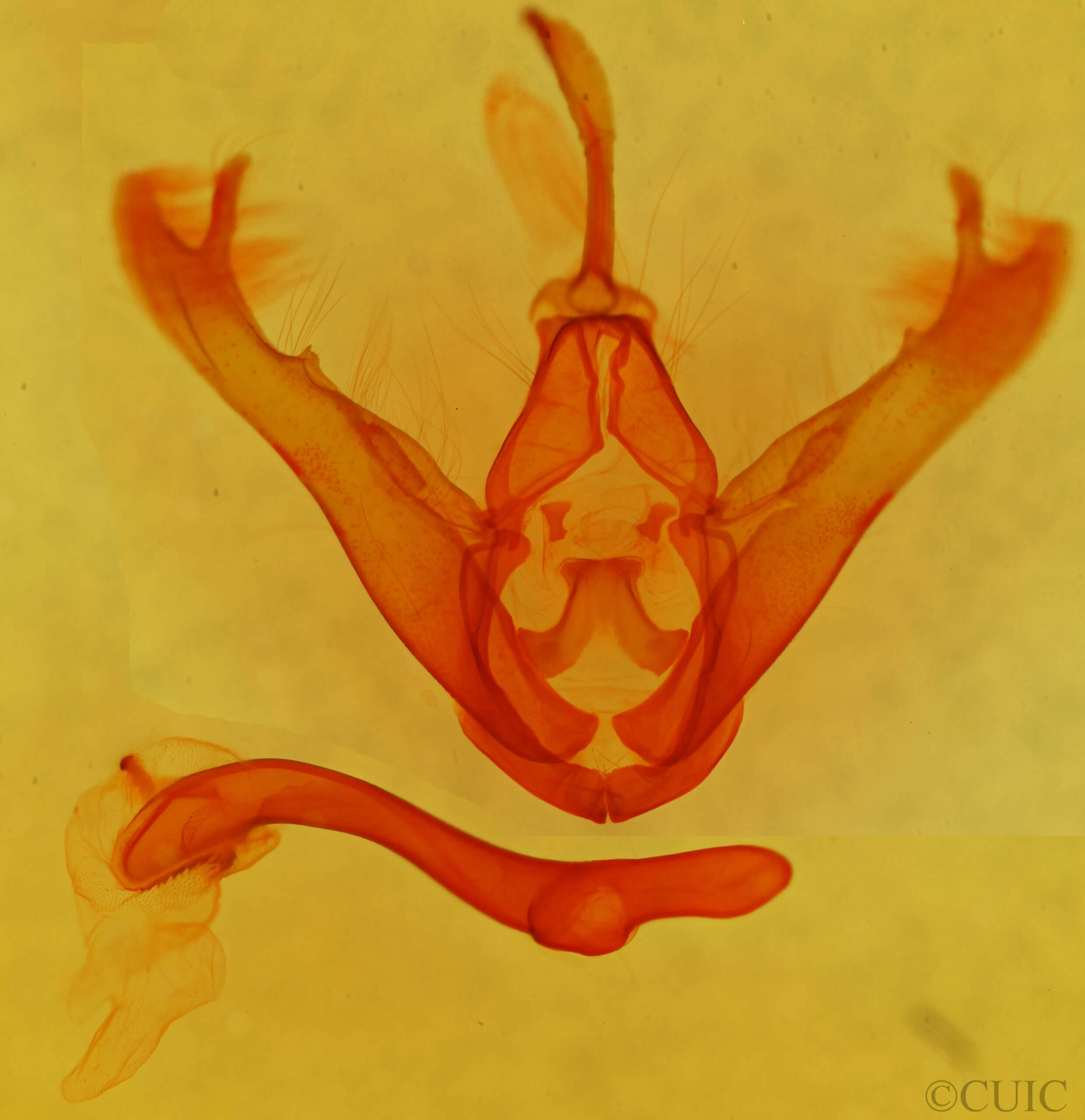 genitalia view of adult Lesmone sp.