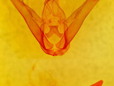 genitalia view of adult Lesmone sp.