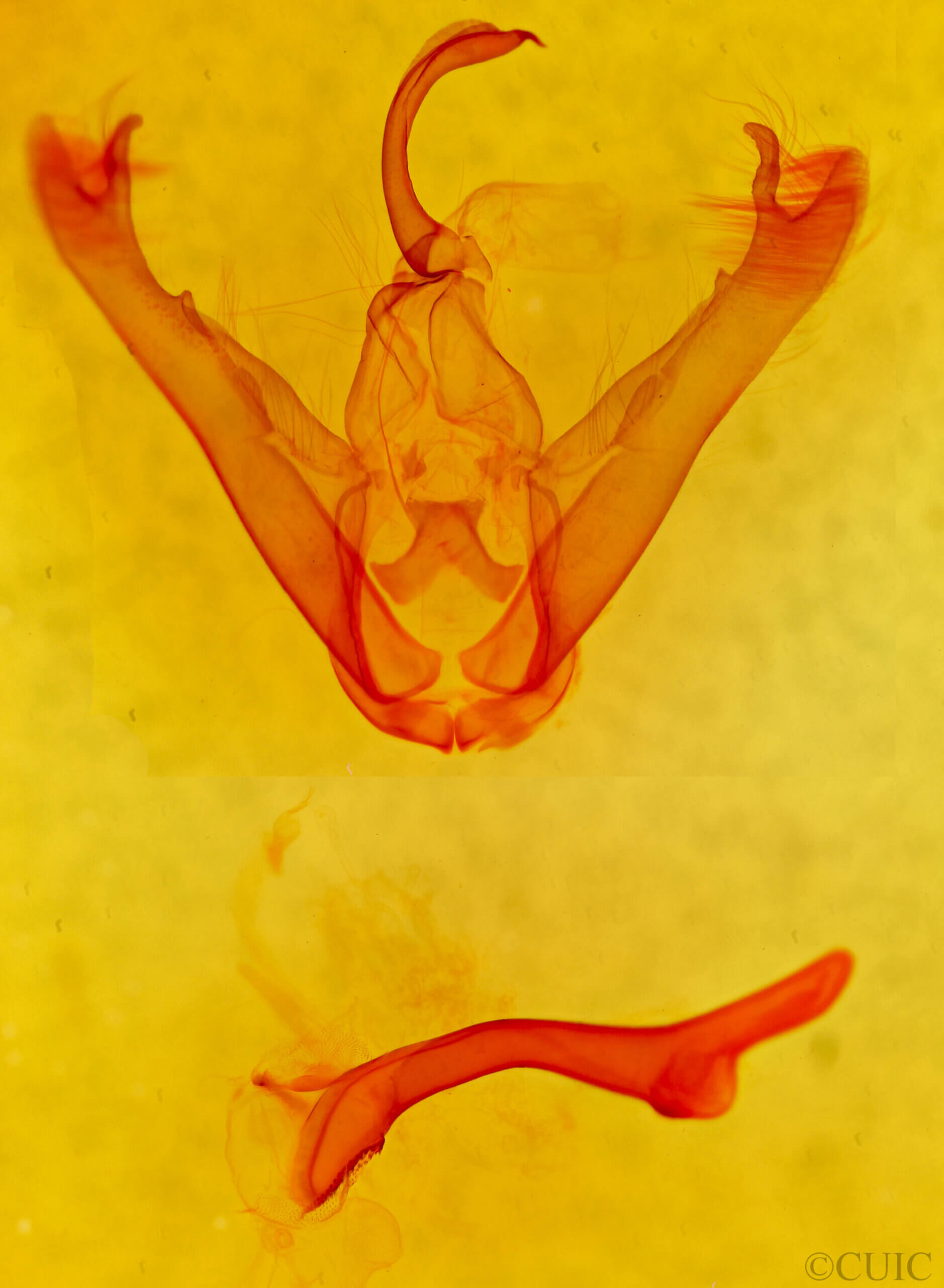 genitalia view of adult Lesmone sp.