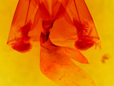 genitalia view of adult Lesmone sp.