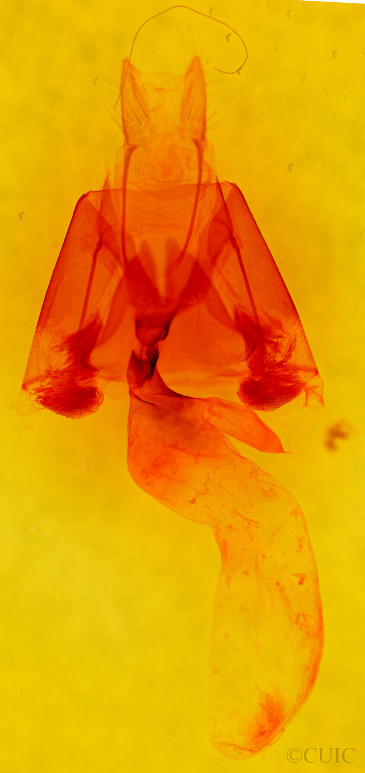 genitalia view of adult Lesmone sp.