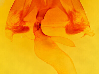 genitalia view of adult Lesmone sp.