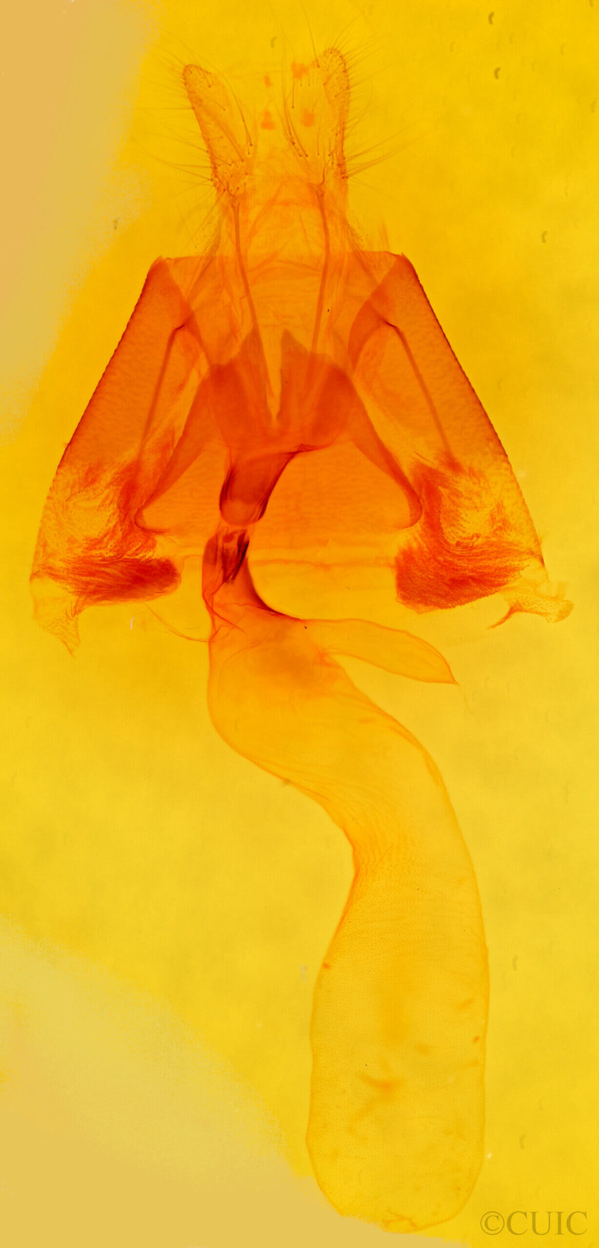 genitalia view of adult Lesmone sp.