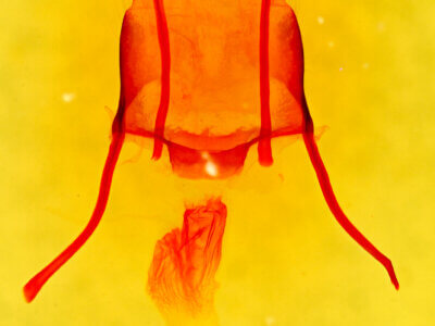 genitalia view of adult Eremobina leucoscelis