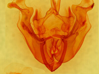 genitalia view of adult Apamea scolopacina