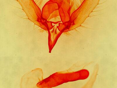 genitalia view of adult Noctuidae