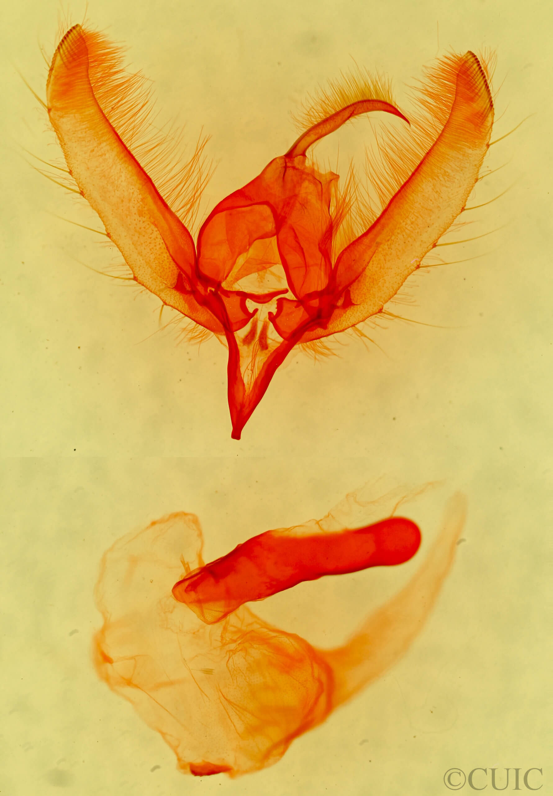 genitalia view of adult Noctuidae