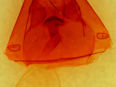 genitalia view of adult Ophisma tropicalis