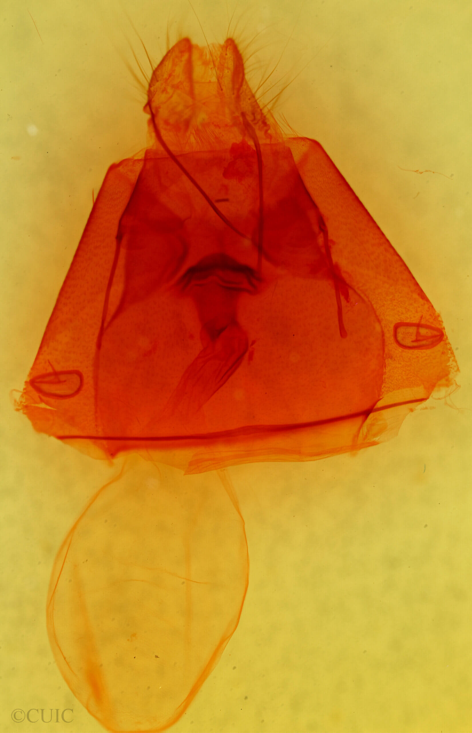 genitalia view of adult Ophisma tropicalis