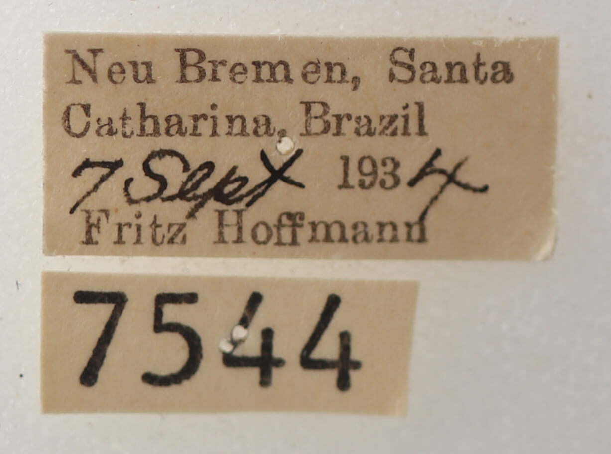 label view of adult Ophisma tropicalis