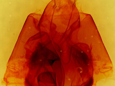 genitalia view of adult Achaea janata