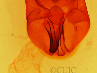 genitalia view of adult Heterocampa obliqua