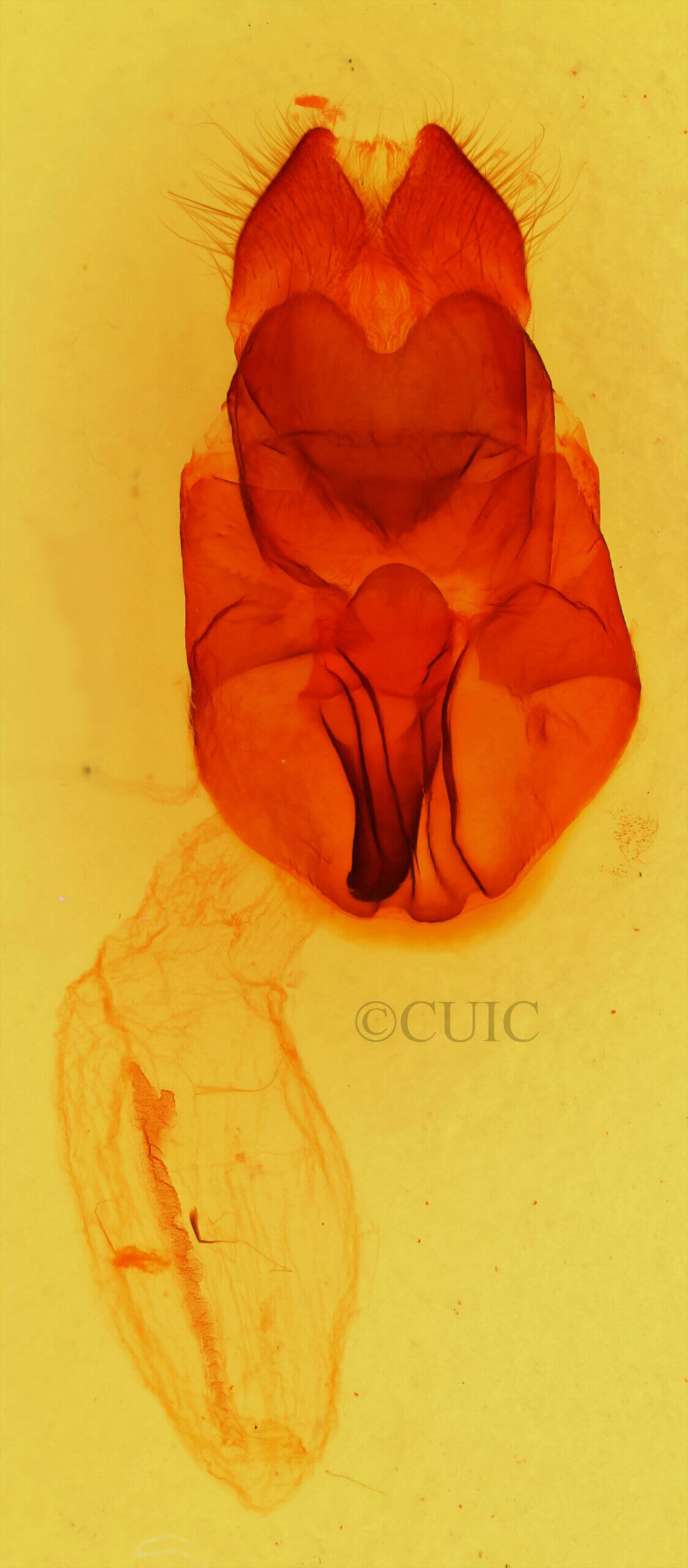 genitalia view of adult Heterocampa obliqua