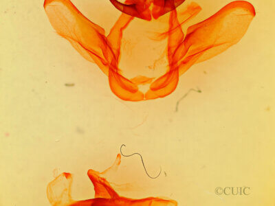 genitalia view of adult Heterocampa obliqua