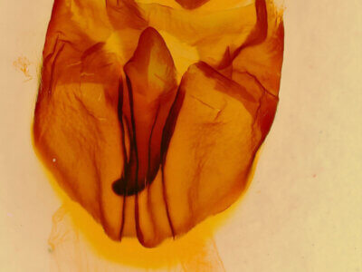 genitalia view of adult Heterocampa obliqua