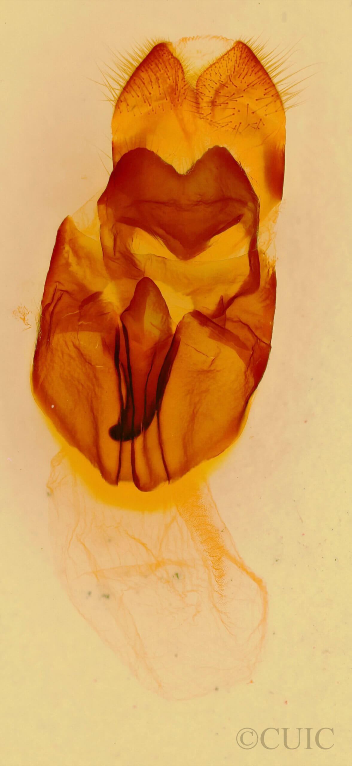 genitalia view of adult Heterocampa obliqua