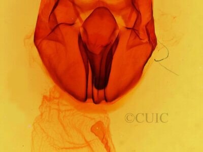 genitalia view of adult Heterocampa obliqua