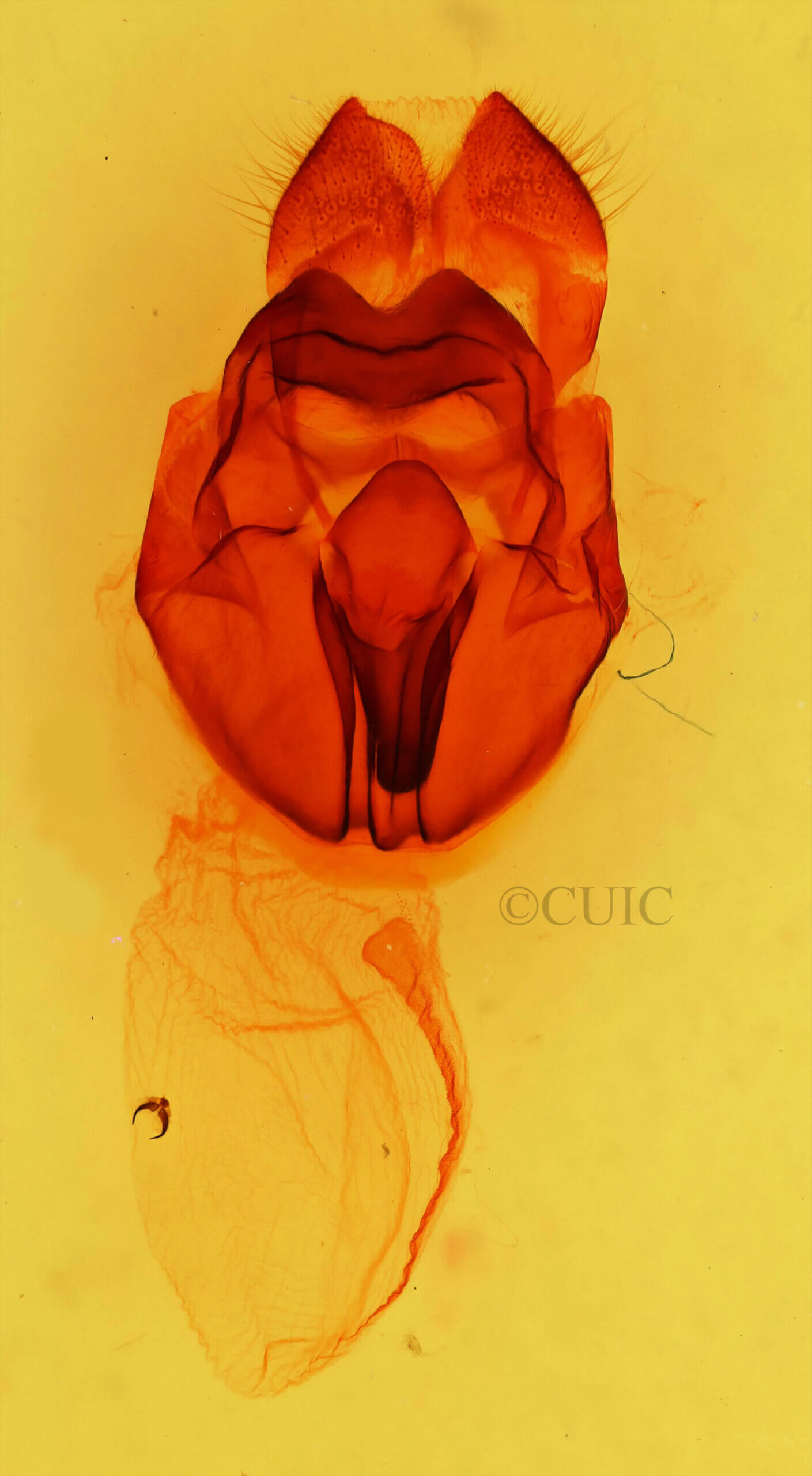 genitalia view of adult Heterocampa obliqua