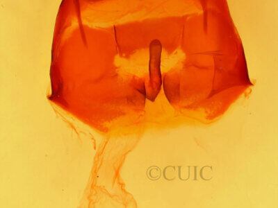 genitalia view of adult Heterocampa sessesionis