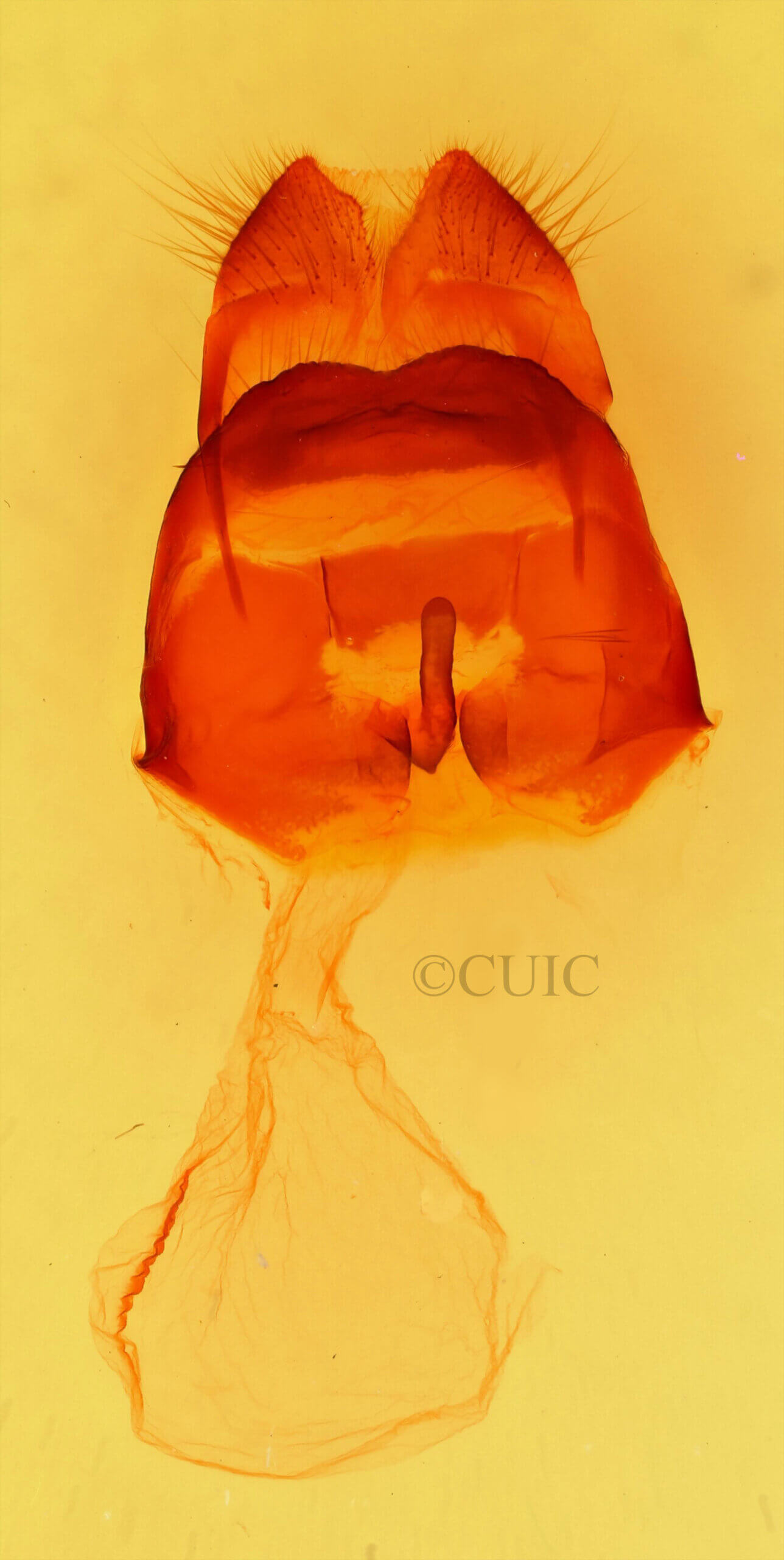 genitalia view of adult Heterocampa sessesionis