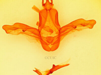 genitalia view of adult Heterocampa sp.