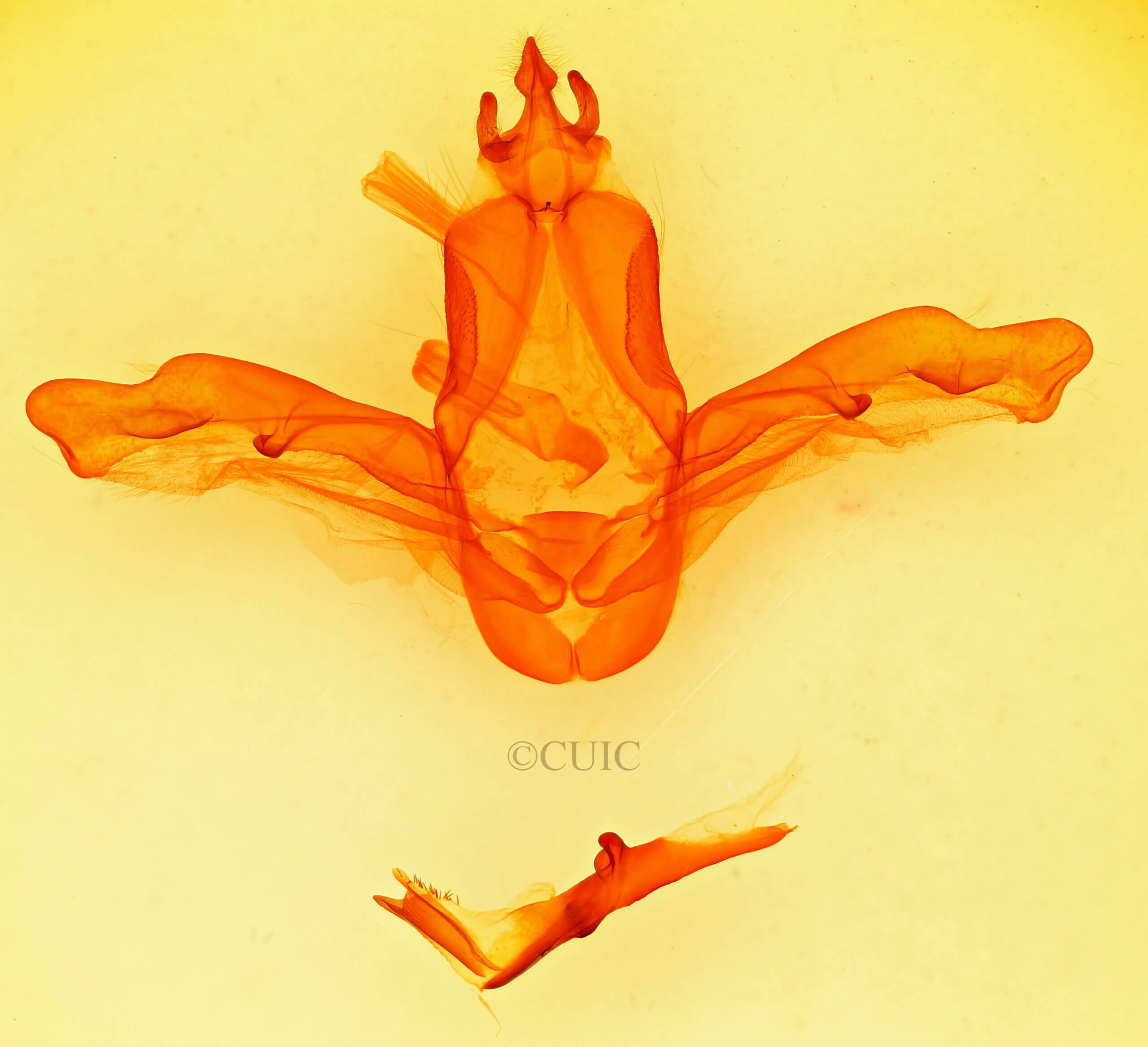 genitalia view of adult Heterocampa sp.