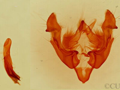 genitalia view of adult Neoligia subjuncta