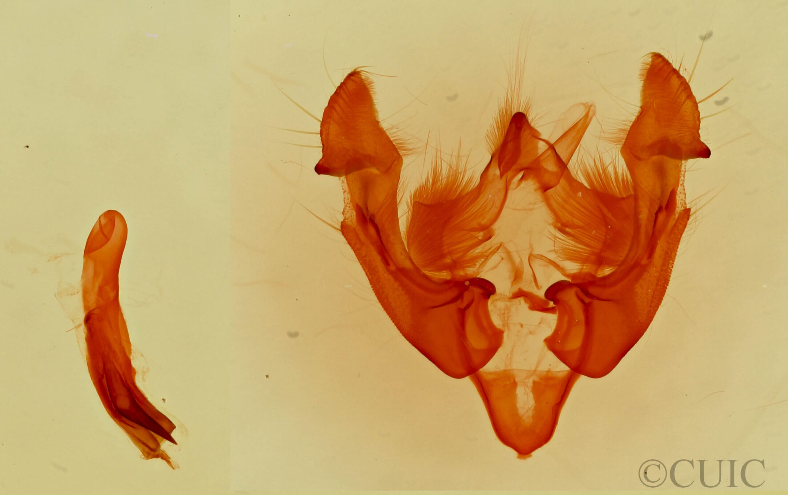 genitalia view of adult Neoligia subjuncta