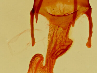 genitalia view of adult Neoligia subjuncta