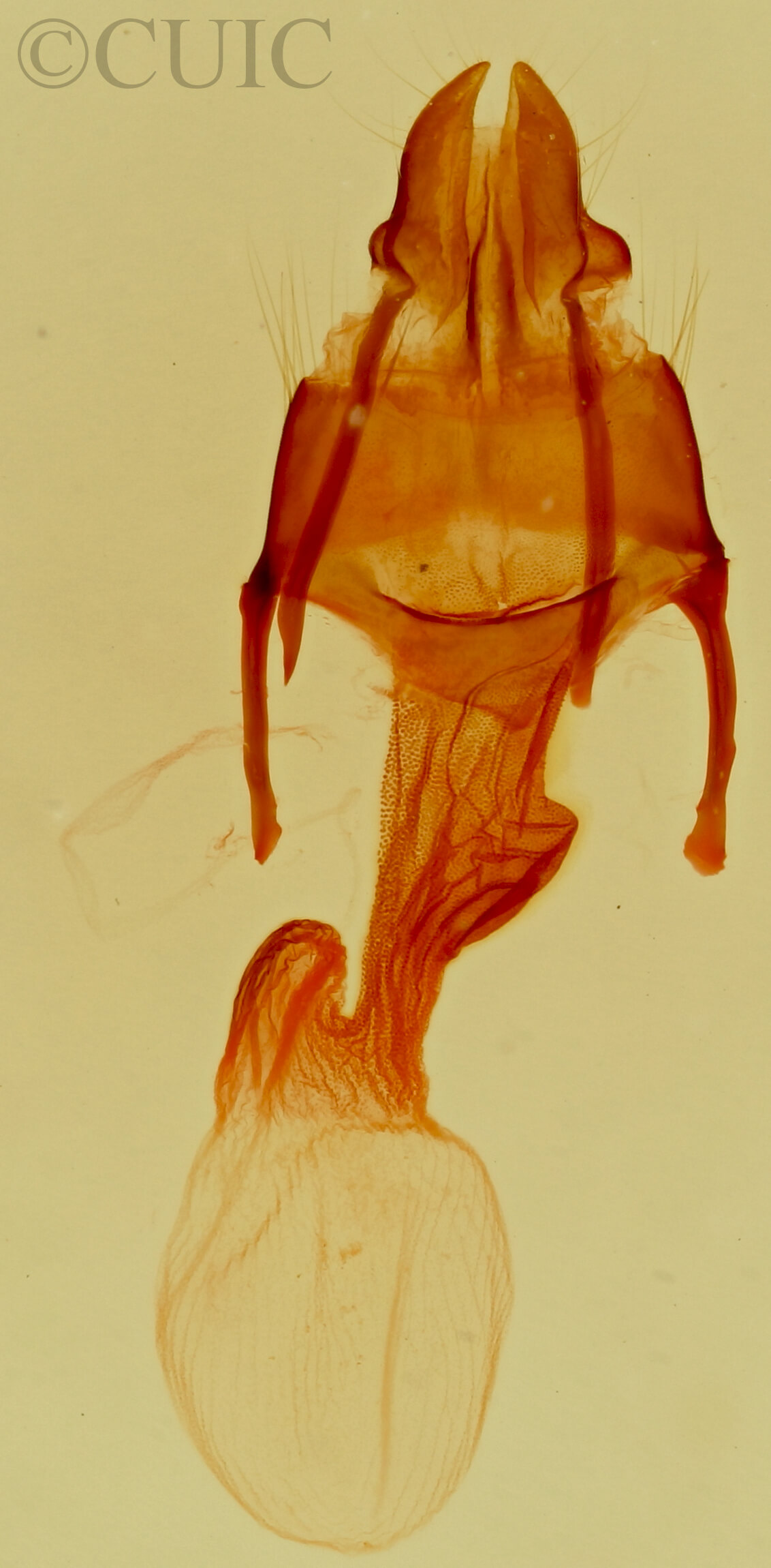 genitalia view of adult Neoligia subjuncta