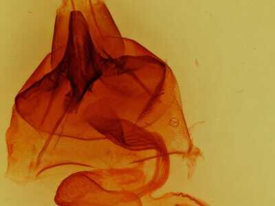 genitalia view of adult Orthosia hibisci