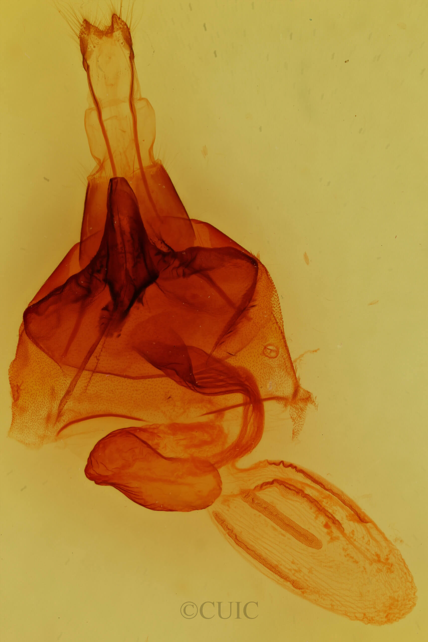 genitalia view of adult Orthosia hibisci