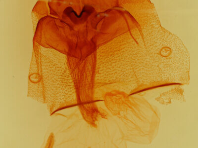 genitalia view of adult Orthosia alurina