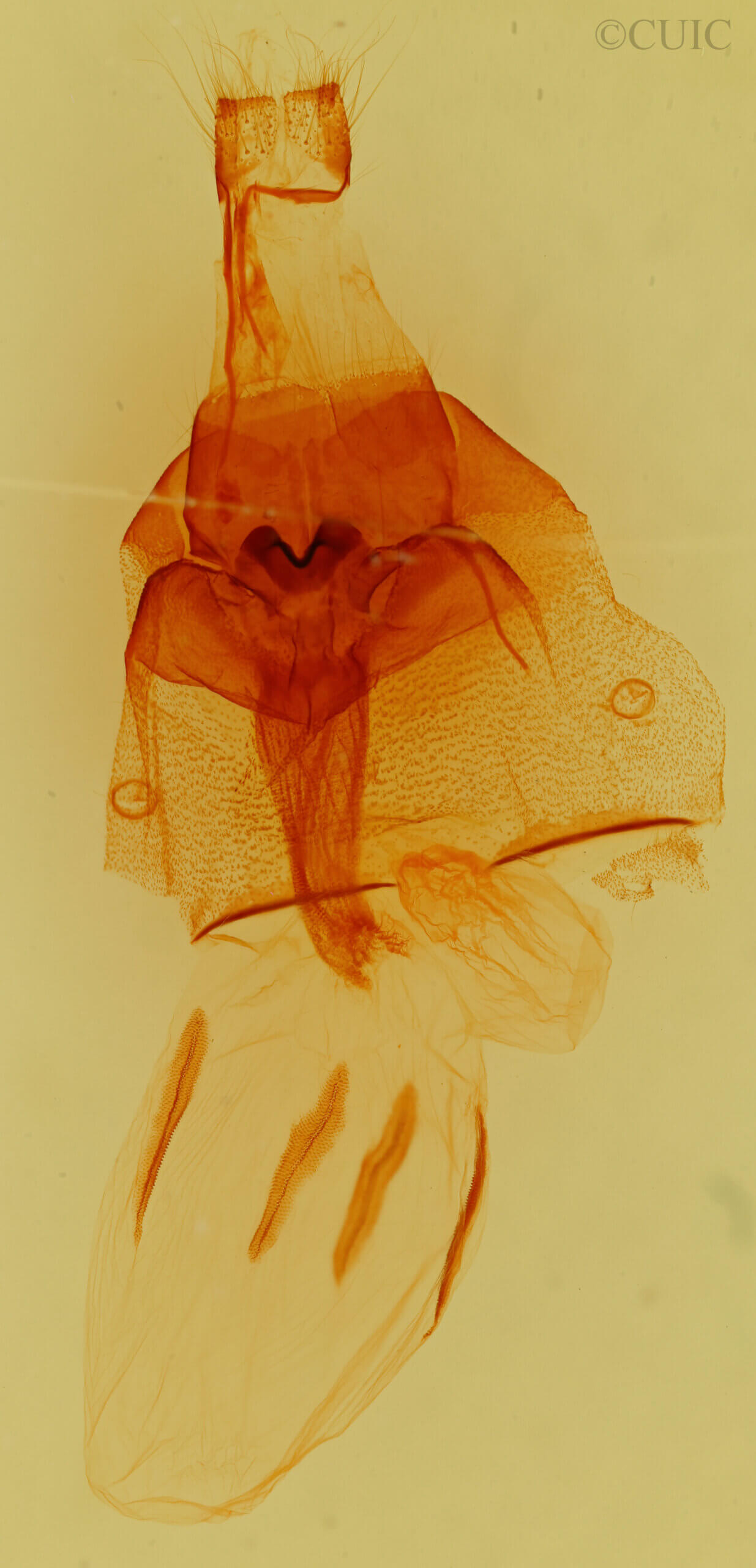 genitalia view of adult Orthosia alurina