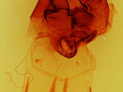 genitalia view of adult Orthosia rubescens