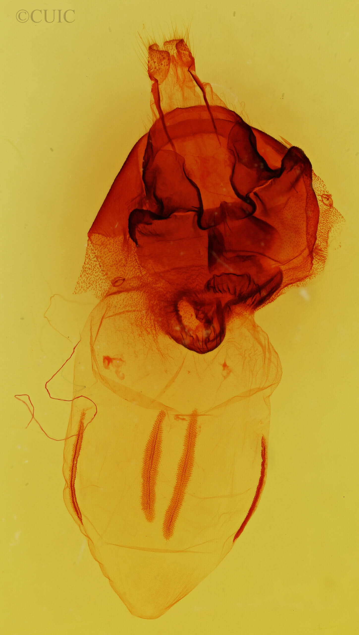 genitalia view of adult Orthosia rubescens