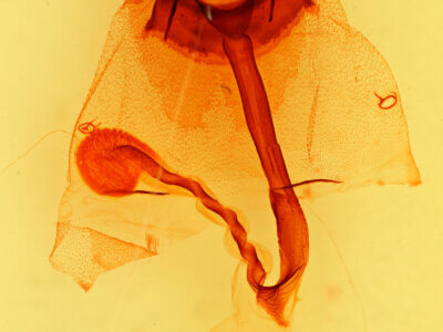 genitalia view of adult Orthosia garmani