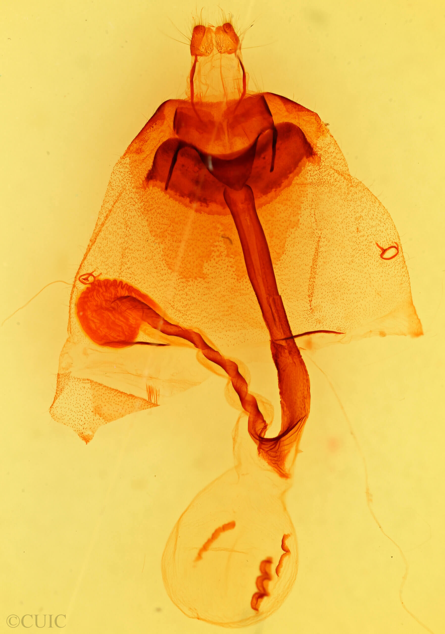 genitalia view of adult Orthosia garmani