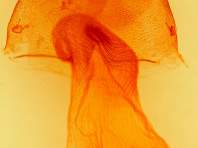 genitalia view of adult Crocigrapha normani