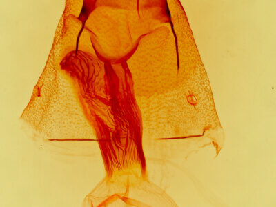 genitalia view of adult Orthimella fidelis