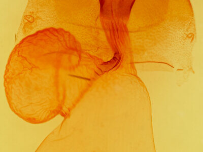 genitalia view of adult Egira alterans