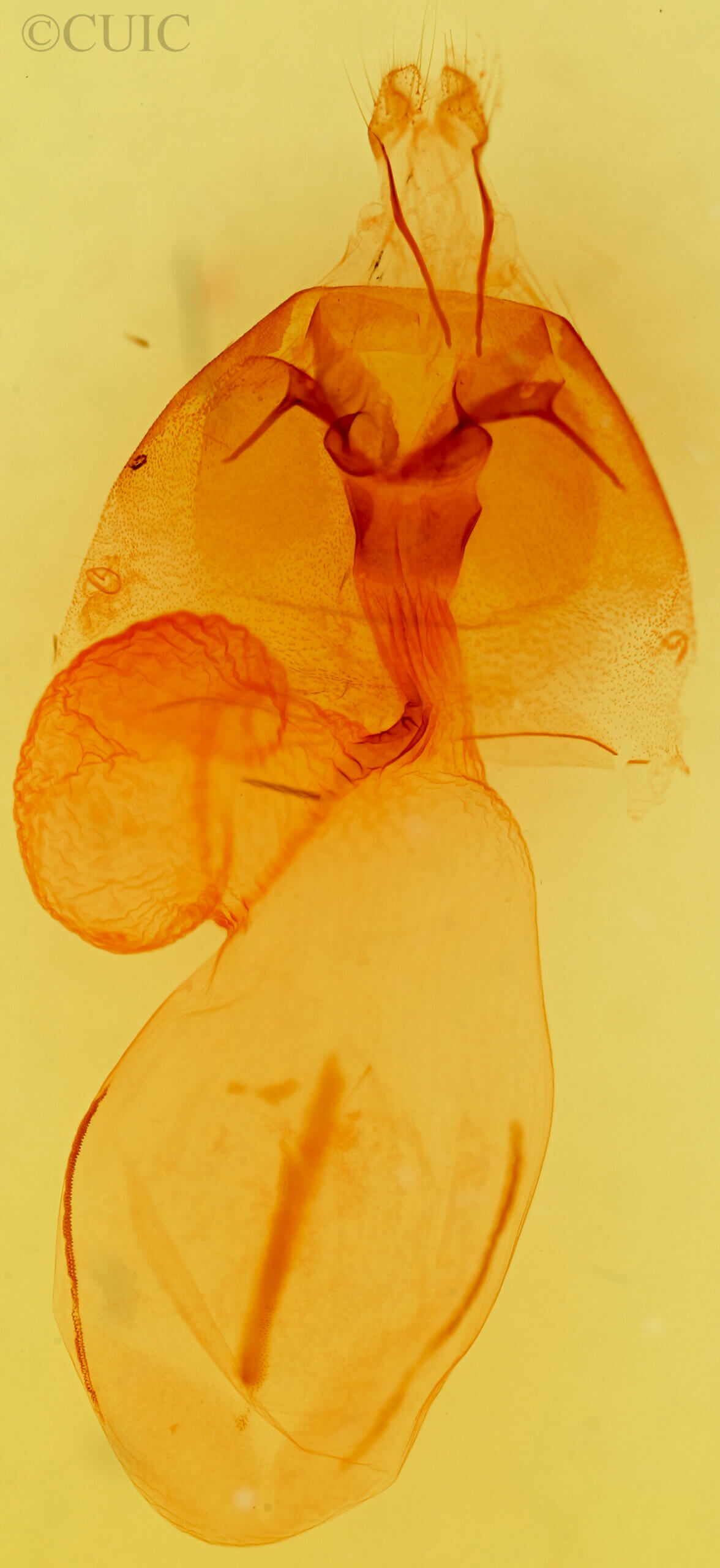 genitalia view of adult Egira alterans