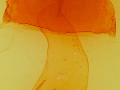 genitalia view of adult Morrisonia latex