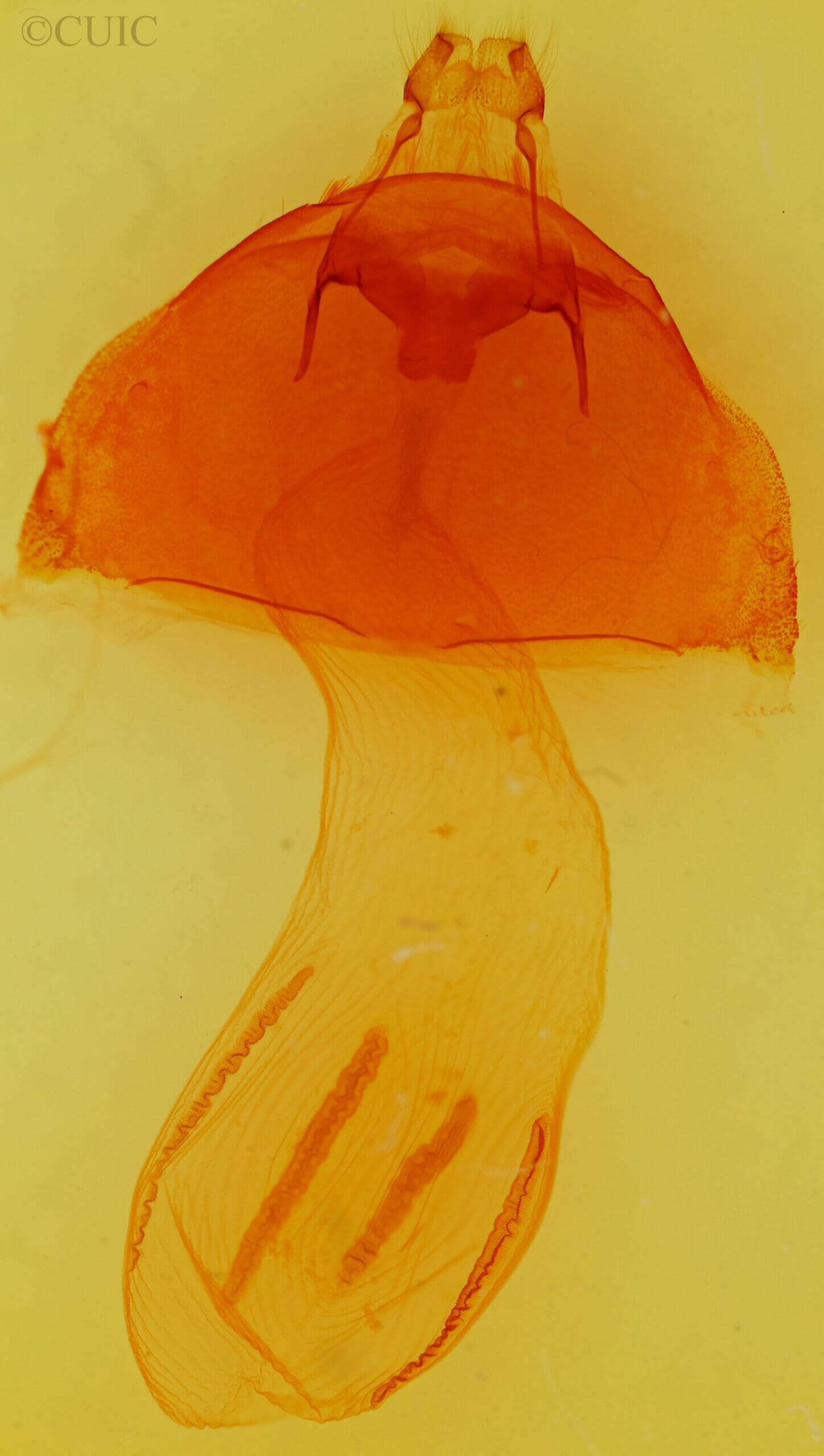genitalia view of adult Morrisonia latex