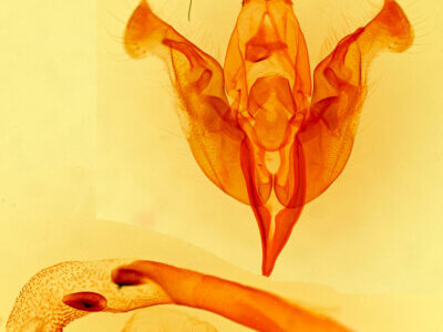 genitalia view of adult Orthosia behrensiana