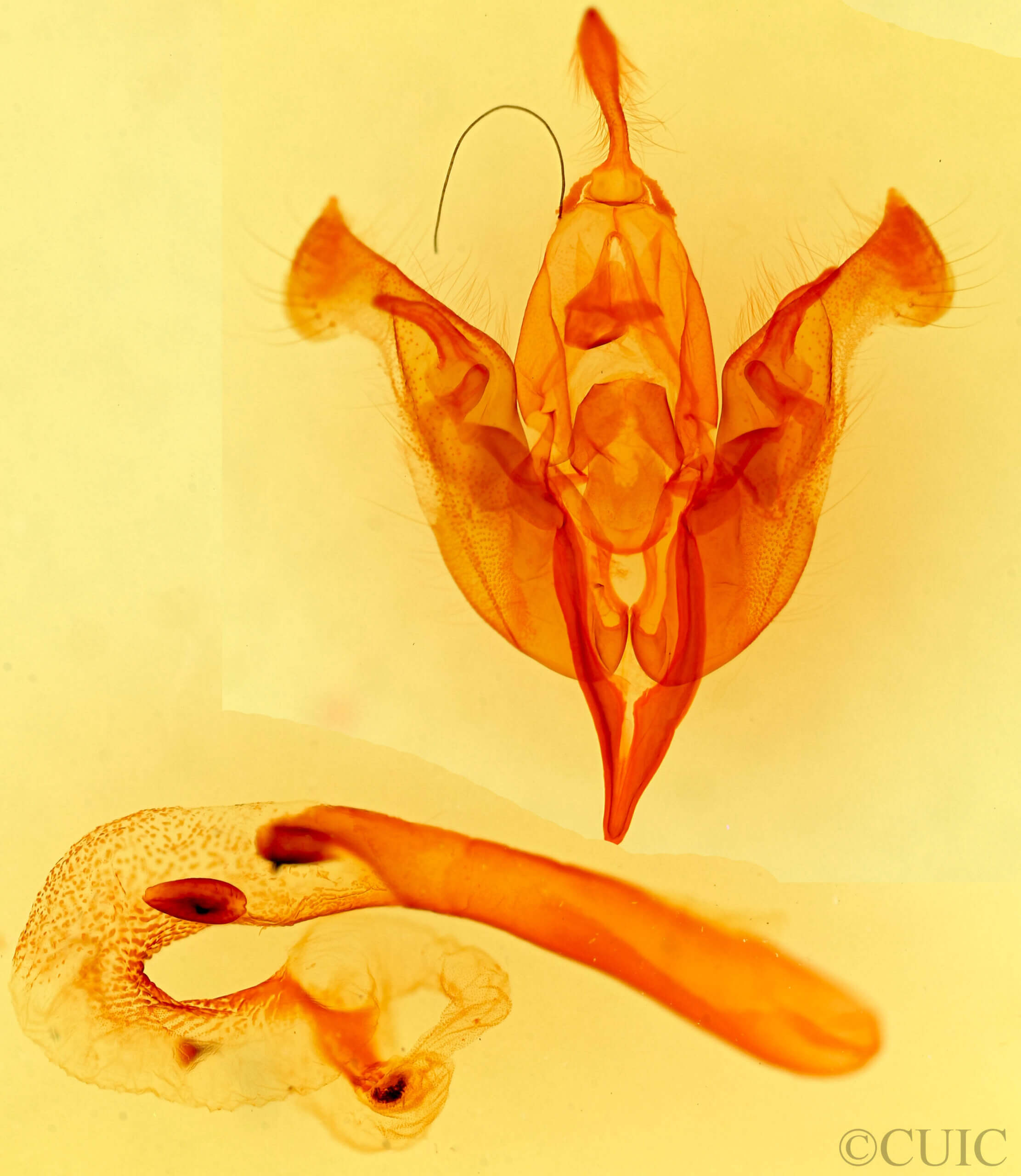 genitalia view of adult Orthosia behrensiana